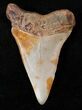 Fossil Mako Shark Tooth - North Carolina #16611-1